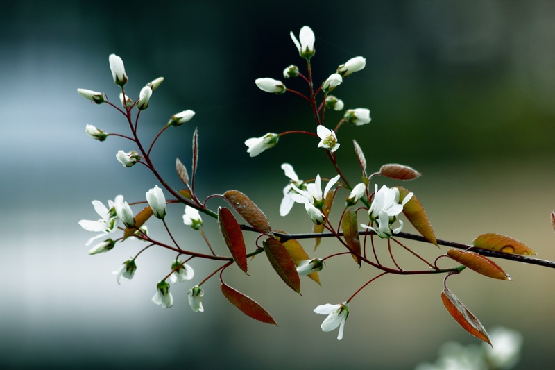 branch, summer flowers, nature, spring flowers, color, flower background, freshness, flowering plant, natural, flower head, blooming, decoration, photography