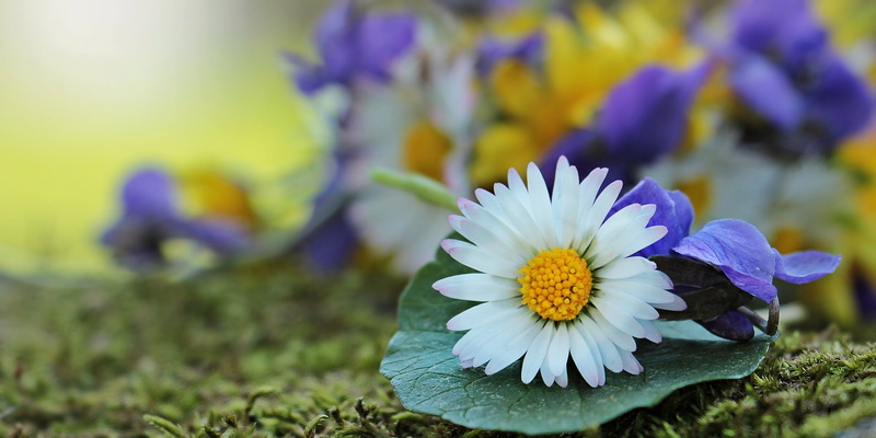 beauty in nature, nature, romance, nature flowers, wild flowers, springtime, greeting, pollen, moss, freshness, growth, colorful, spring, close-up, romantic