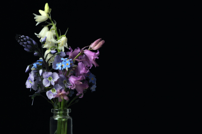close-up, bloom, freshness, spring flowers, vase, fragility, frühlingsanfang, forget me not, flower, greeting card, spring, petal, vulnerability, flower head