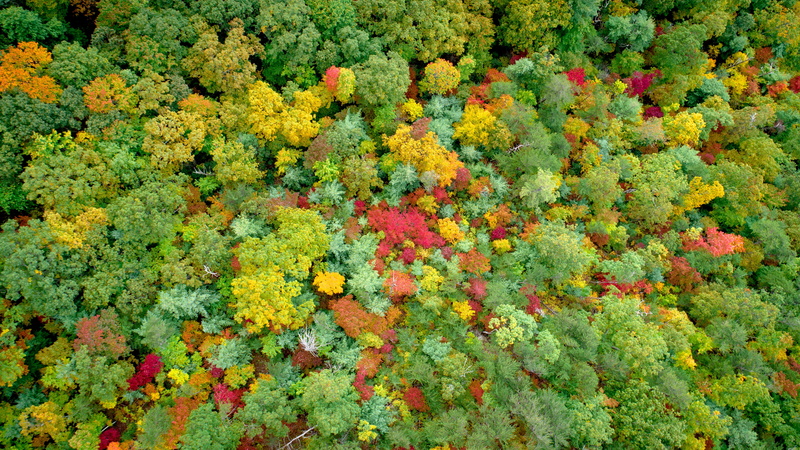 full frame, vase, jungle, beauty in nature, forest, woodland, outdoors, flower head, yellow, herbs, 4K, bush, pottery, tree, growth, day, planter, flower