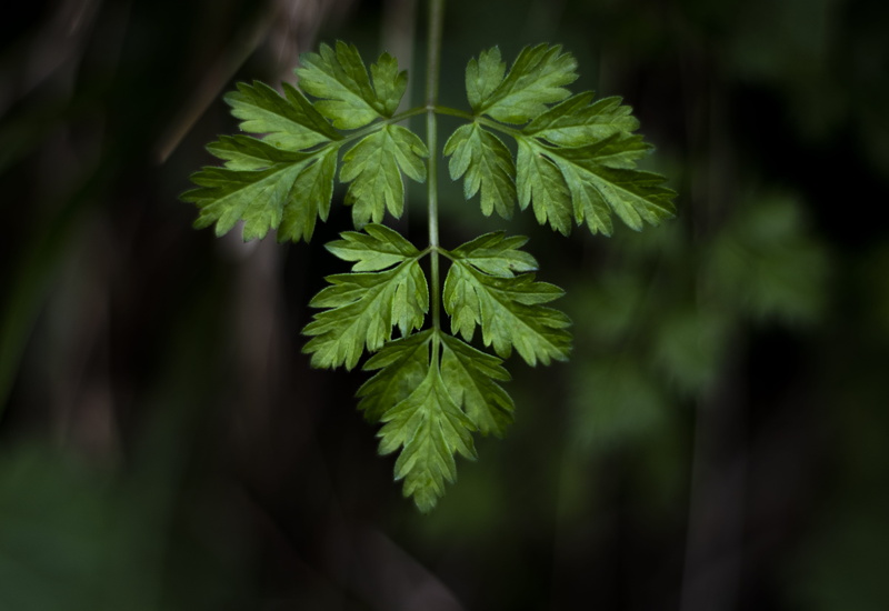green color, bokeh, no people, plant, growth, herbal, planter, fern, vase, pottery, beauty in nature, freshness, nature, green, day, life, close-up, 5K