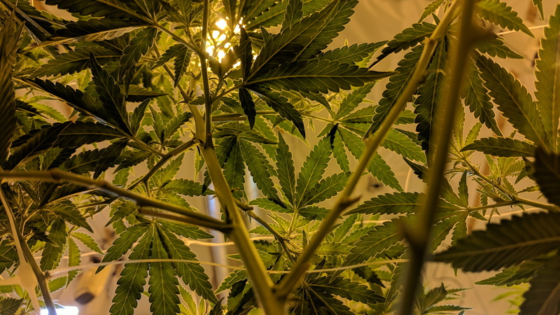 land, low angle view, leaves, plant, leafed, day, no people, leaf, beauty in nature, nature, cannabis, field, plant part, 2K, outdoors, green, green color