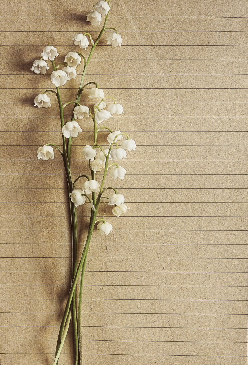 inflorescence, frame, retro, lilly, card, effect, letter, rustic, natural, flower, vintage, nature, petal, greeting, indoors, growth, style, plant, white color