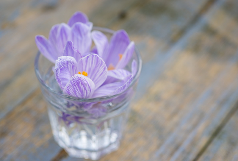 violet, grass, flower, nature, beautiful, 5K, petals, beauty, springtime, crocus, plant, drinking, flora, household equipment, season, blooming, lilac