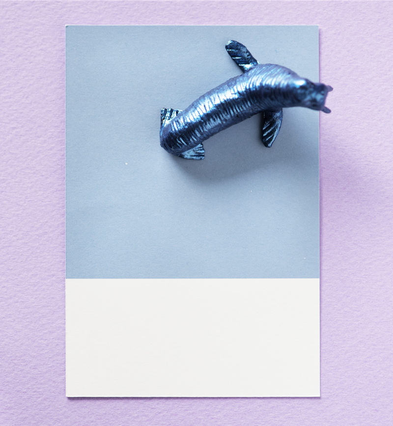 art, background, retro, insect, close-up, identity, pattern, symbol, page, sea lion, studio shot, directly above, seal, fun, animal wildlife, high angle view