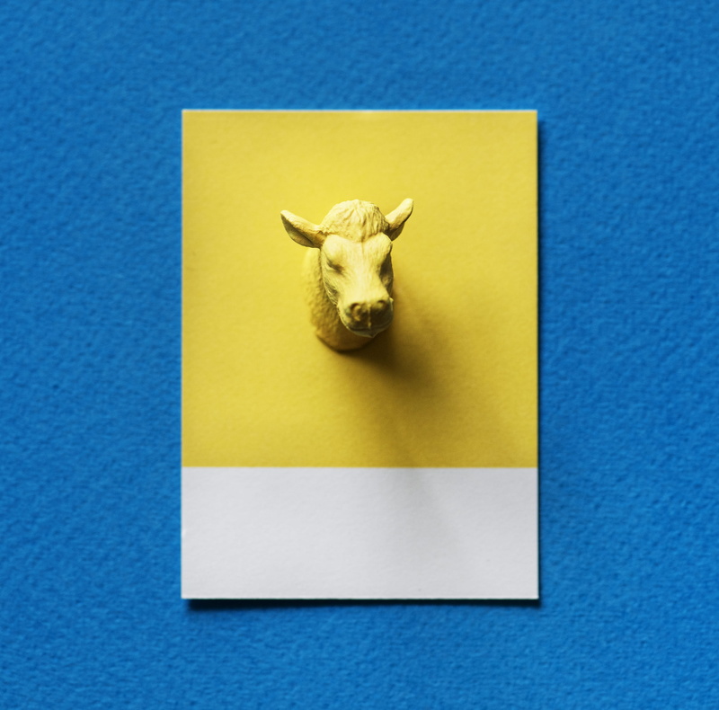 animal wildlife, yellow, background, decoration, blue background, blue, bull - animal, horns, cow, close-up, textured, bulls head, toy, figure, one animal