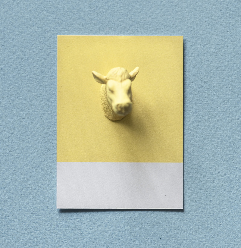 blue background, domestic, figure, representation, art and craft, vertebrate, pets, ox, no people, indoors, mammal, one animal, animal wildlife, domestic animals