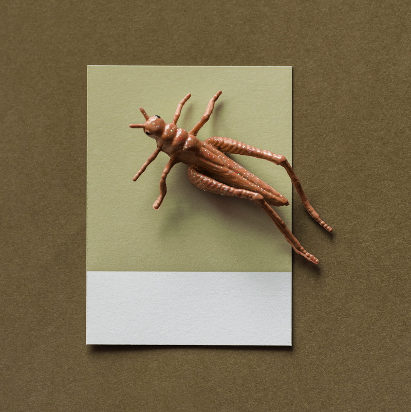 2K, food, table, fun, model, play, pattern, animal themes, directly above, bug, abstract, copy space, no people, decoration, studio shot, blank, insect