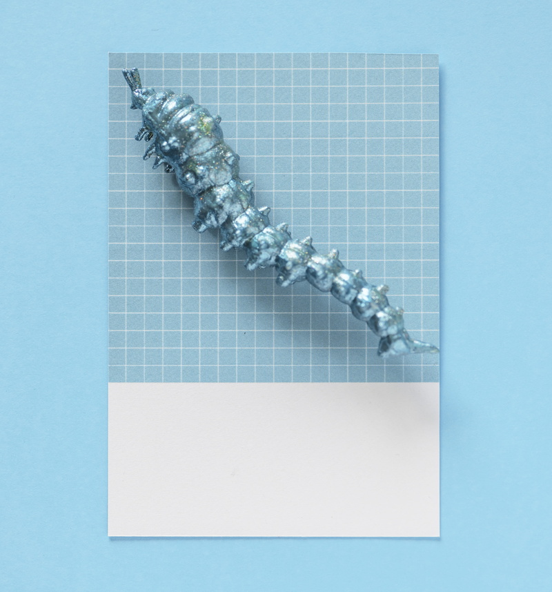 still life, no people, larva, creative, studio shot, copy space, animal, bug, play, indoors, decoration, colored background, mini, insect, textured, high angle view