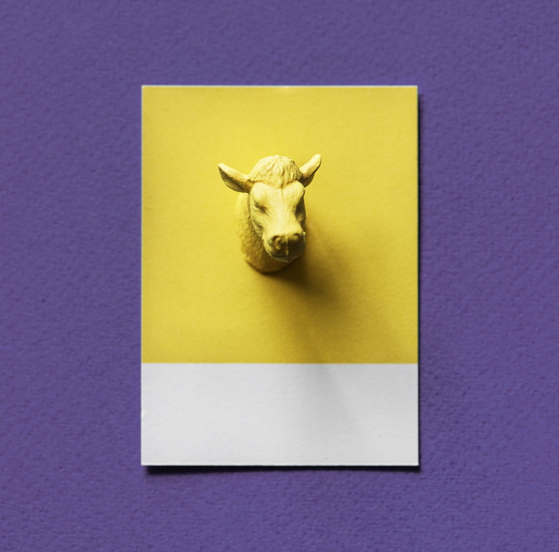 textured, colored background, play, abstract, indoors, decoration, toy, cow, colorful, miniature, animal body part, head, mammal, pig, one animal, card