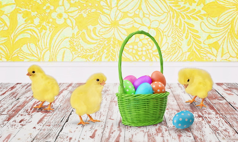 vertebrate, springtime, animal egg, baby chicks, animal, spring, indoors, chicks, close-up, 2K, eggs, chicken - bird, yellow, easter, animal themes