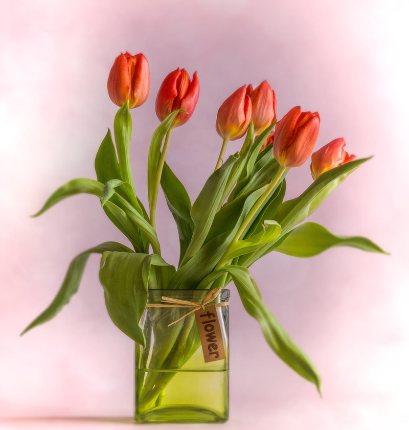 garden, close-up, tulip, flower, spring flowers, purple, open, deco, holiday, flower arrangement, no people, bloom, blossomed, plant, fragility, 1080P