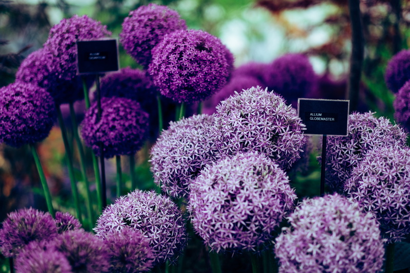 close-up, retail, vegetation, bunch of flowers, freshness, flowering plant, carnation, pink color, flower head, garden, nature, outdoors, london, thistle
