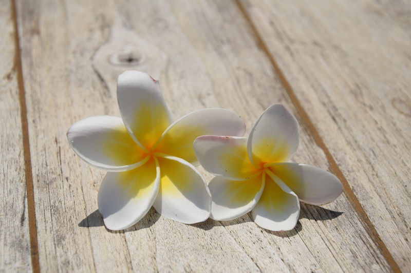 beauty in nature, inflorescence, outdoors, freshness, frangipani, plank, Holiday, plumeria, flowers, petaled, vulnerability, flowering plant, Travel, wood - material