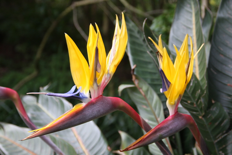 yellow, flowering plant, growth, mandela gold, focus on foreground, day, flower, beauty in nature, inflorescence, no people, bird of paradise - plant, freshness
