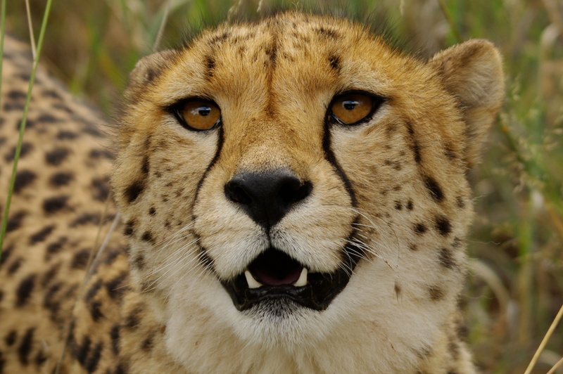 animal, safari Animals, safari, big cat, close, wildlife, pas, wilderness Area, undomesticated Cat, leopard, close up, 2K, cheetah, endangered Species
