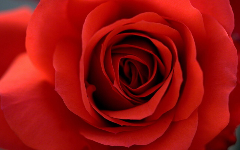 nature, lovely, beautiful, 1080P, thank, 3d and abstract, rose, beauty, flower, comments