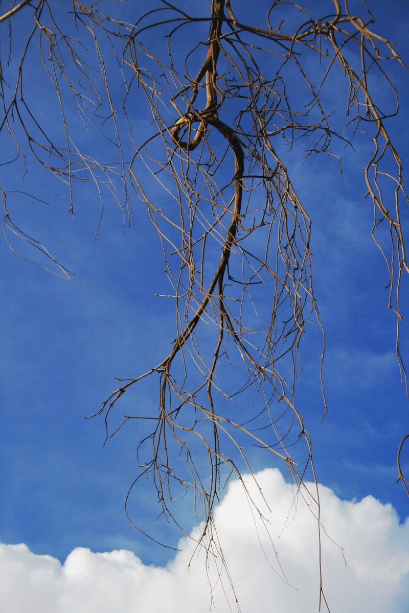 sky, scalloped, tranquility, tree, tranquil scene, dead plant, white, cloud - sky, dense, edge, haning, nature, quirky, blue, bare tree, plant, 4K, twig