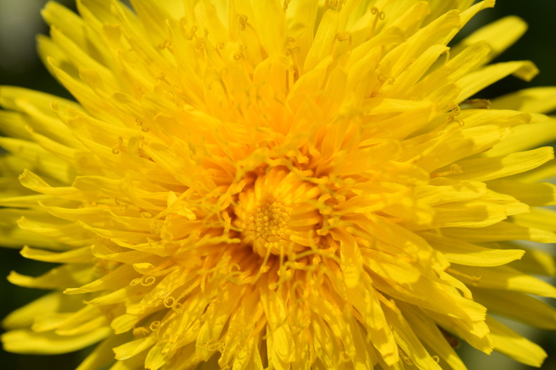 pollen, garden, no people, 5K, yellow, outdoors, botany, fragility, flowering plant, spring-flowering, flower meadows, freshness, backgrounds, beauty in nature