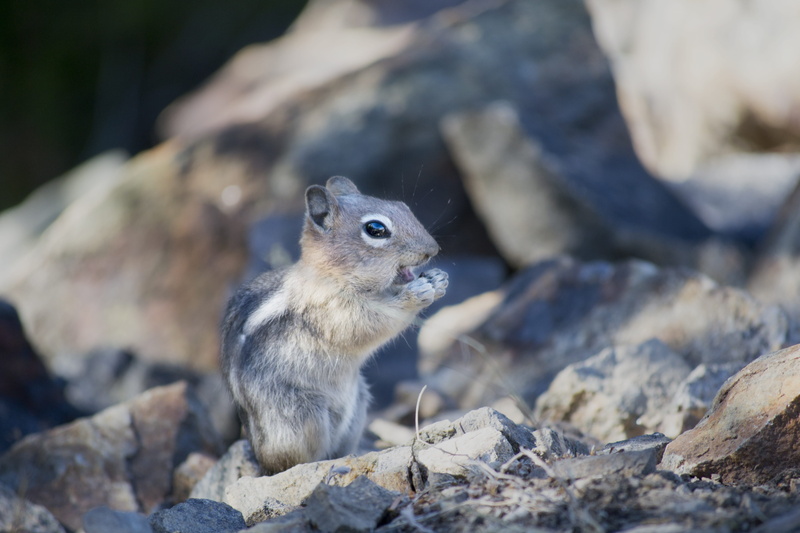 no people, brisk, fast, green, full length, solid, adorable, outdoor, season, rapid, fur, vertebrate, curious, natural, small, wood, cute, wildlife, nature