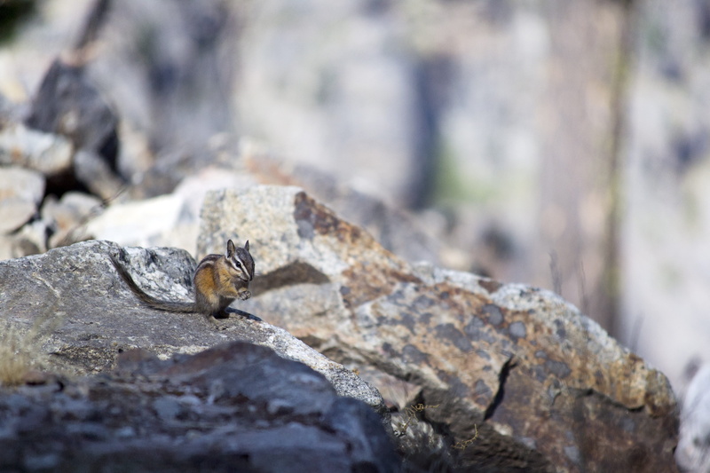 wood, woodland, rodent, insect, little, clever, brisk, animal themes, bokeh, okanagan, invertebrate, british, smart, cute, columbia, fur, green, selective focus