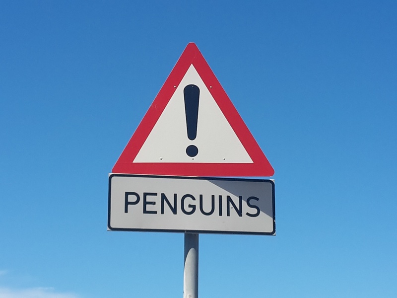 2K, animal, bird, nature, no people, western script, cape point, guidance, south africa, blue, outdoors, red, road, penguins, triangle shape, africa, signage