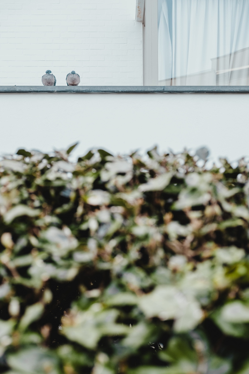 hungry, happiness, dialog, animal themes, life, city street, selective focus, outdoors, white color, plant, bird, surface level, window, close-up, knokke-heist