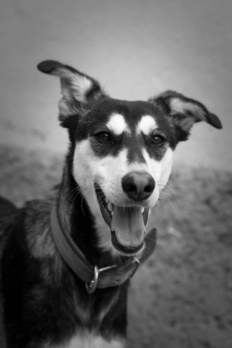 vertebrate, 4K, collar, hogar, animal, focus on foreground, mammal, animal body part, domestic, canine, blanco y negro, friend, pets, social, retrato