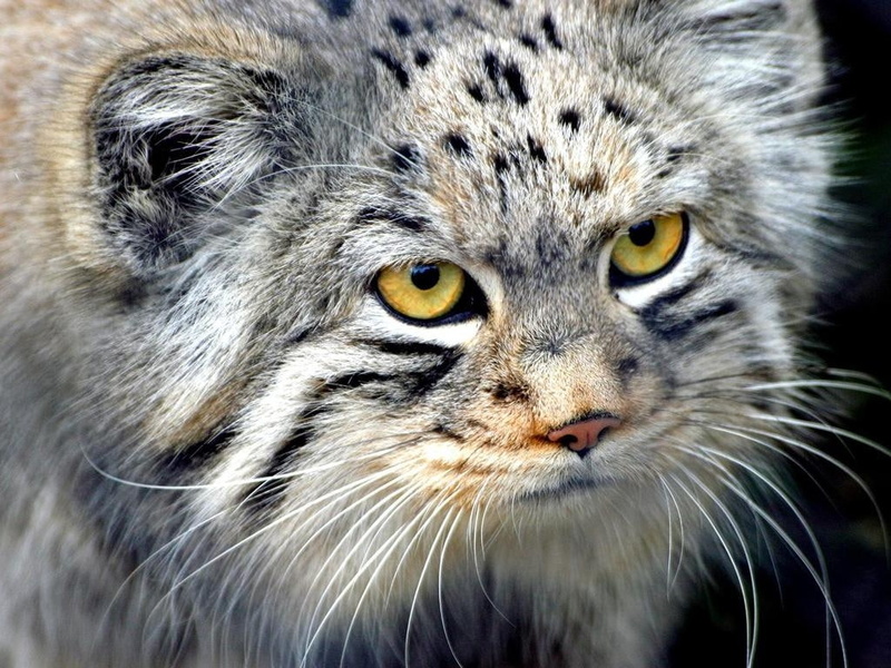 sorcerer, 480P, wild, wild cat, cat, hd, animals, gray, gratitude, gorgeous, black, exotic
