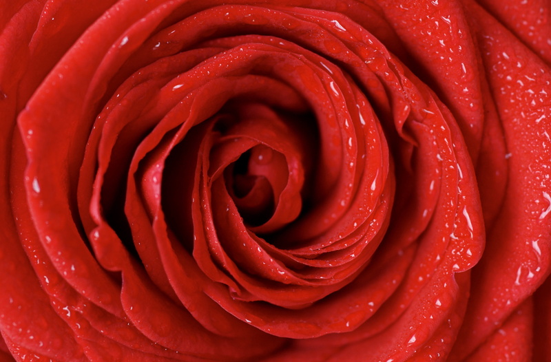 red rose, red roses, greeting card, red, concentric, valentines day, photography, love, be in love, rose bloom, relationship, mirror, feelings, valentines day - holiday