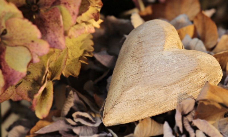 leaf, template, leaves, gratitude, luck, change, toadstool, postcard, food, field, emotion, tree, outdoors, greeting, valentines day, romance, fungus, hydrangea