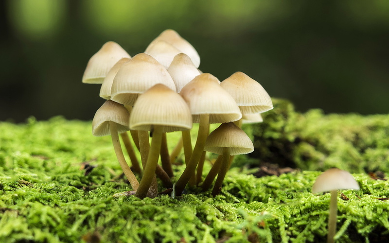 2880x1800, 4k pics, nature, Mushroom, 2K