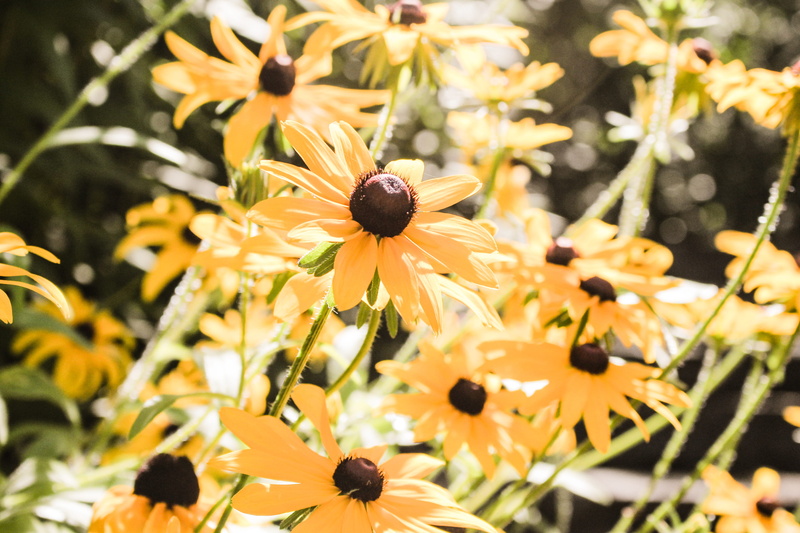yellow, freshness, flowering plant, beauty in nature, coneflower, nature, day, fragility, wolfville, canada, inflorescence, black-eyed susan, no people