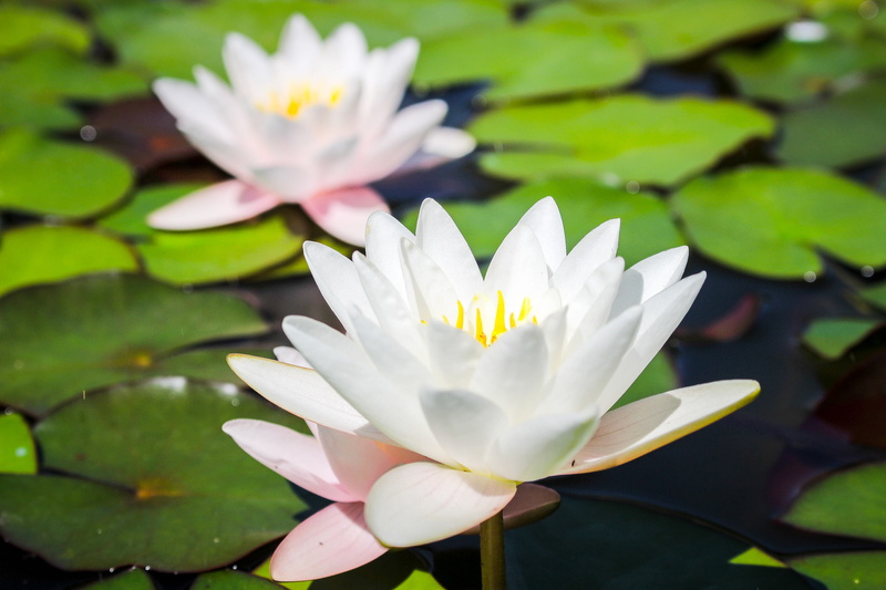 purple, flower head, leaves, beauty in nature, leaf, plant part, pond, close-up, water lily, flower, petal, lotus water lily, no people, growth, outdoors