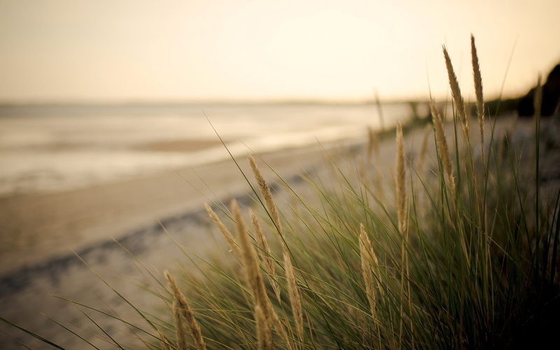 blur, fullscreen, beach, selective, photograph, Macro, widescreen, s, grass, Sea, sand, 1080P, ears, green, plant. vegetation, Best s, vegetation, brown