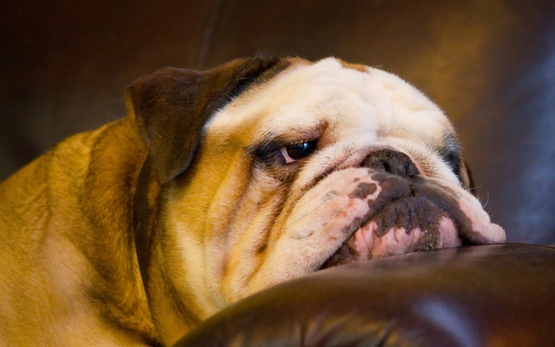 muzzle, english bulldog, bulldog, english, dogs, Best s, 1080P, Dog, s