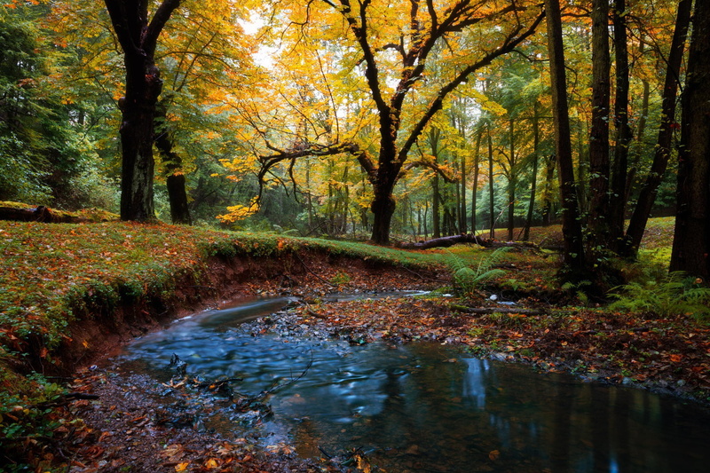download, Nature, forest, Autumn, 1080P, Best s, s, landscape