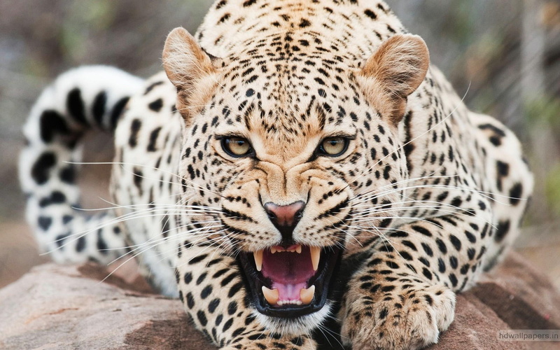 tigers, amazing, 1080P, leopard, cheetah, brown