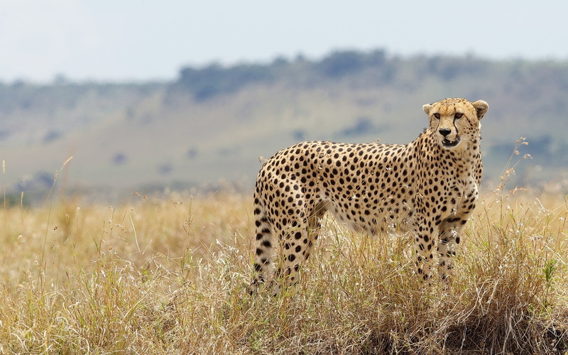 wild, s, grass, cat, photo, Best s, cheetah, wild cat, leopard, 1080P