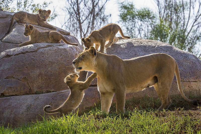 lioness, pride, lion, lion cubs, kittens, lions, 1080P, hd, motherhood, cubs, stones