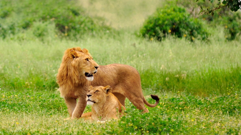 vertebrate, cat, feline, mammal, wilderness Area, animals And Pets, large, lion, carnivore, undomesticated Cat, care, predators, plant, masai Mara National Reserve
