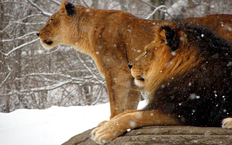winter, lioness, couple, animals, african, brown, lion, snow, 1080P, royal