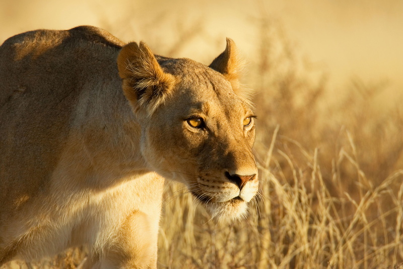 animal head, plain, focus on foreground, feline, large, wilderness Area, carnivore, beauty In Nature, carnivora, grass, face, big Cat, mammal, brown, africa