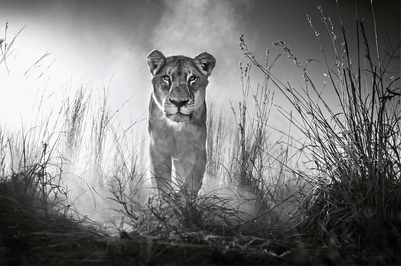 4K, Female lion, Lioness, 4K