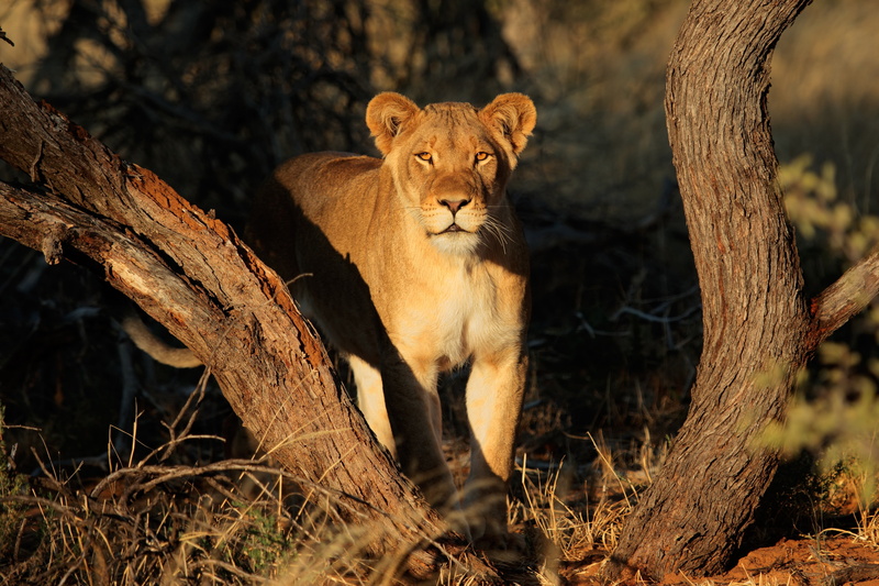 lioness, sun, tree, 4K, the sun, cat