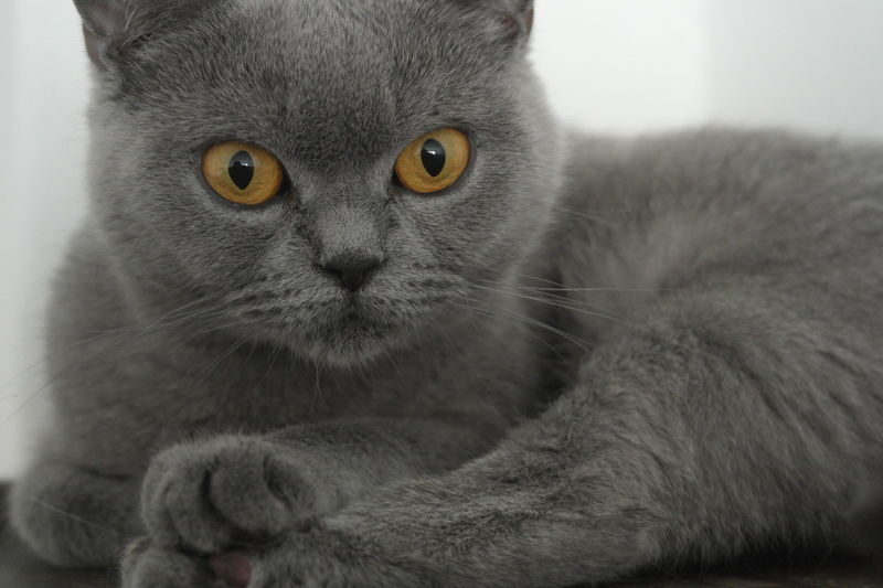 Cherished, wall, face, portrait, animal body part, domestic, domestic cat, feline, British Shorthair, near, animal themes, animal eye, Home, cat, looking at camera