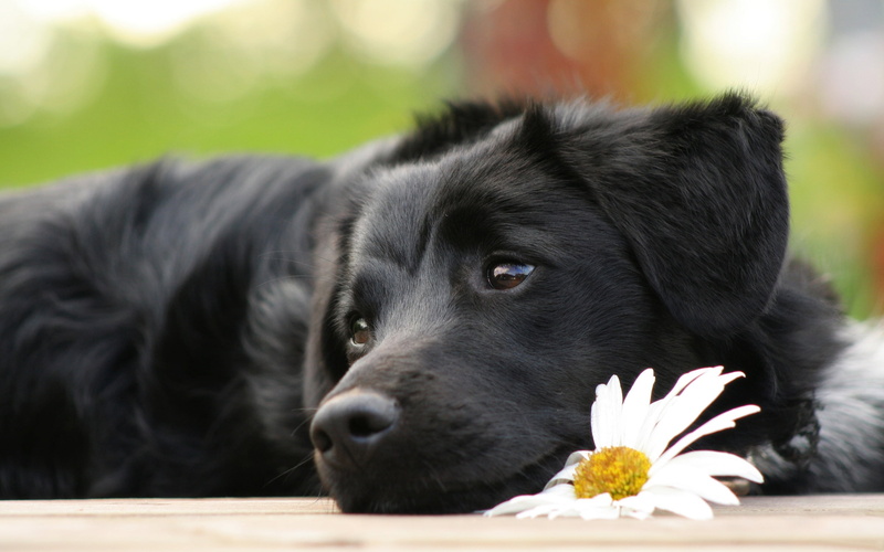 black, cute, day, mammal, flower, dogs, plant, cherish, lies, outdoors, dog, portrait, grass, one Animal, vertebrate, animals And Pets, animal, sitting