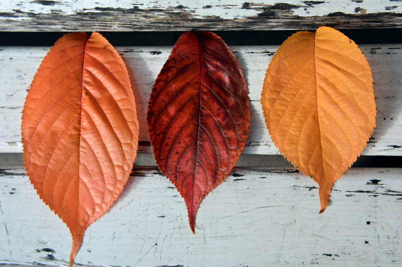 natural pattern, change, pattern, wooden bench, fall foliage, brown, memory, beech leaves, directly above, orange, yesterday, beech, plant part, wood - material