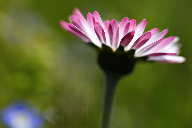 closeup, flowers, summer, close-up, cut off, outdoors, beauty In Nature, sunlit, fate, flower, speedwell, weed, bright, petal, nature, wildflower, bokeh