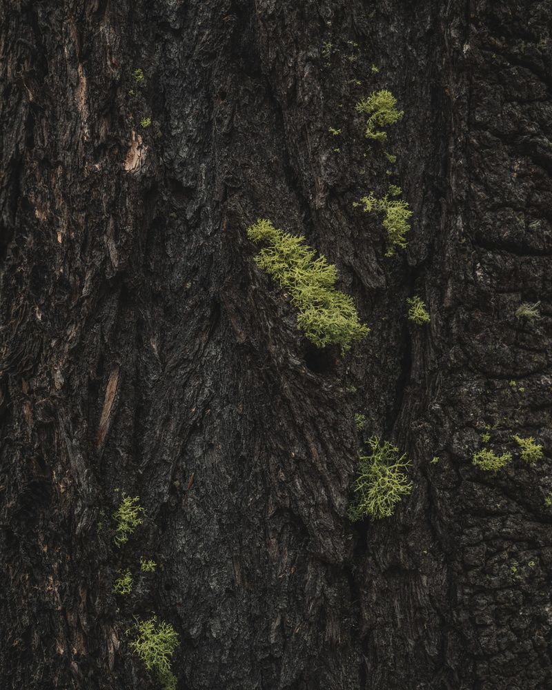 forest, écorce, woods, rough, background, close-up, nature, 4K, no people, wildlife, backgrounds, textured, into the woods, outdoors, tree, plant, fond